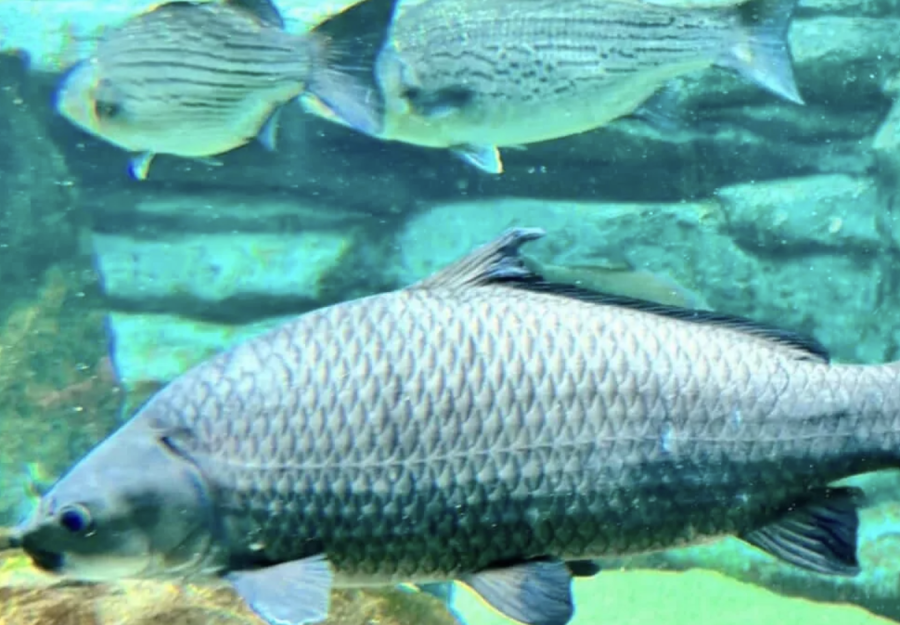 Asian carp image. Click for story